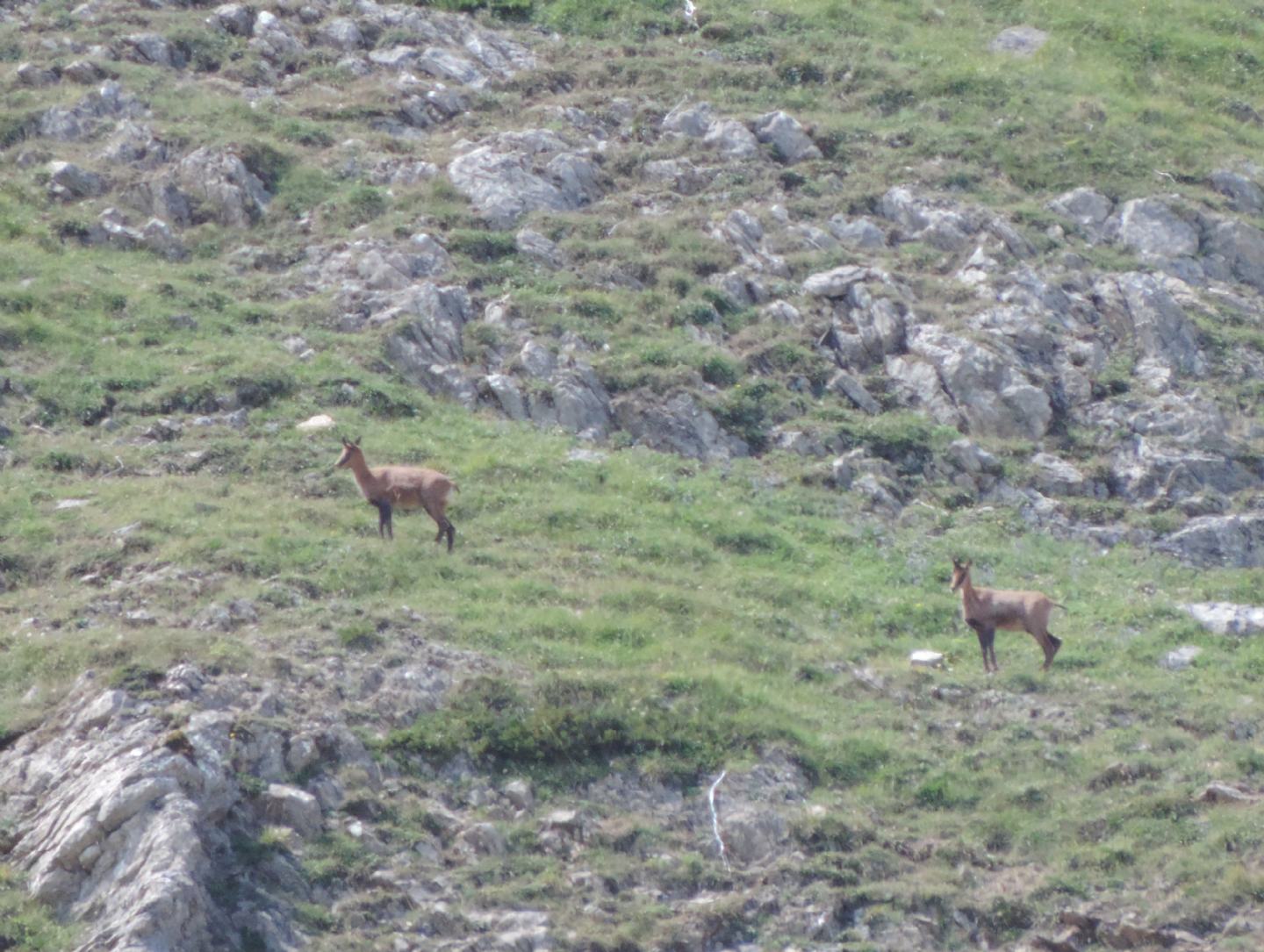 Camoscio cantabrico (Rupicapra pyrenaica parva)